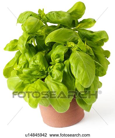 Stock Image - Basil. Fotosearch