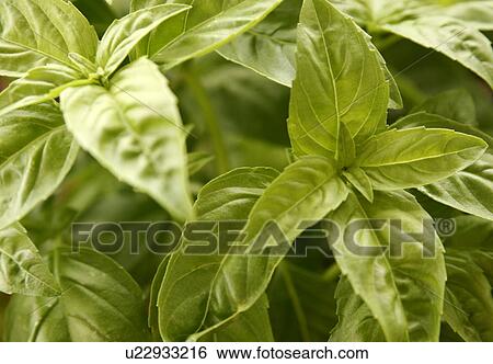 Stock Photograph - Basil. Fotosearch