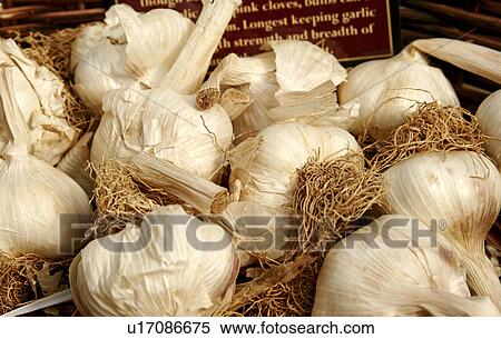 Basket of garlic bulbs View Large Photo Image Stock Photography - Basket of garlic bulbs. Fotosearch