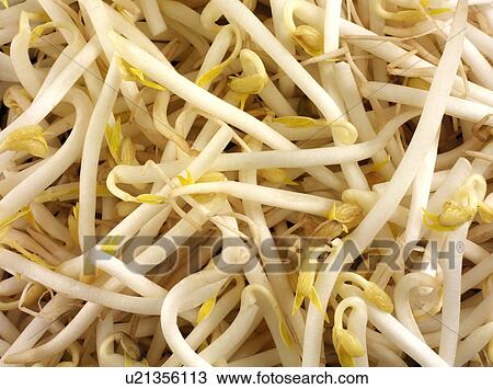 Stock Image - Bean Sprouts. Fotosearch