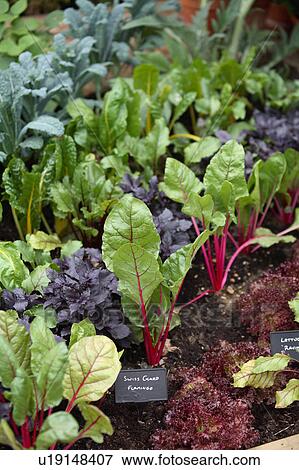 Stock Photo - Beetroot growing. Fotosearch