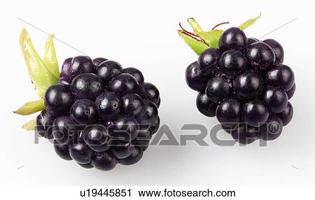 Stock Image - Blackberries - Non Exclusive. Fotosearch