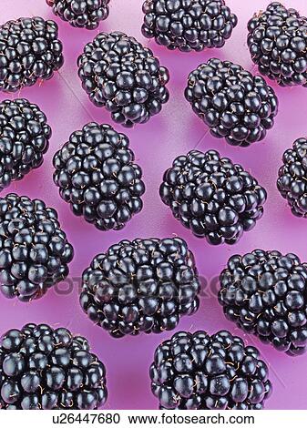Blackberries - Non Exclusive View Large Photo Image Stock Image - Blackberries - Non Exclusive. Fotosearch