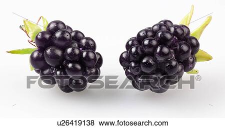 Stock Photo - Blackberries - Non Exclusive. Fotosearch