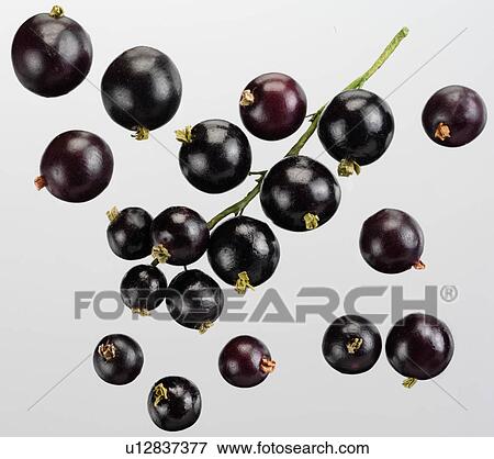 Stock Photo - Blackcurrants - Non Exclusive. Fotosearch
