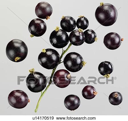 Blackcurrants - Non Exclusive View Large Photo Image Stock Photo - Blackcurrants - Non Exclusive. Fotosearch