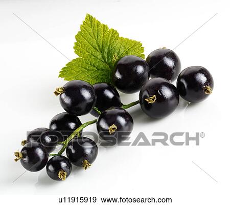 Blackcurrants View Large Photo Image Stock Photo - Blackcurrants. Fotosearch