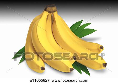 Stock Photo - Bunch of bananas. Fotosearch