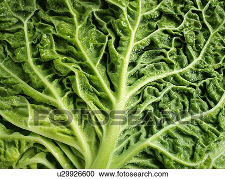 Cabbage Leaf View Large Photo Image Stock Image - Cabbage Leaf. Fotosearch