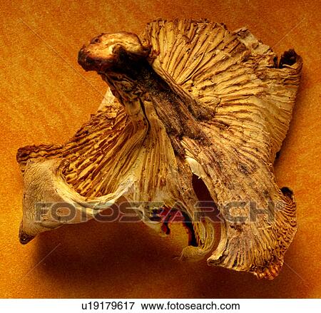 Stock Photo - Chanterelle Mushroom - Non Exclusive. Fotosearch