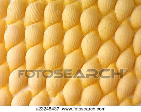 Stock Photo - Conchiglioni Pasta - Non Exclusive. Fotosearch