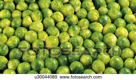 Cooked Brussel Sprouts - Non Exclusive View Large Photo Image Stock Photo - Cooked Brussel Sprouts - Non Exclusive. Fotosearch