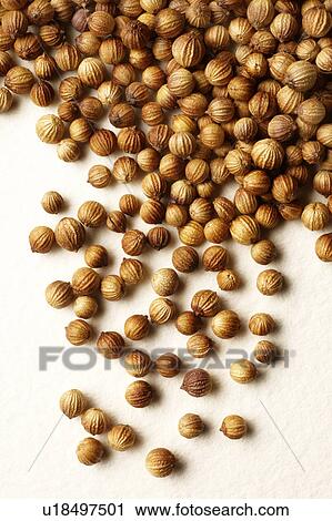 Stock Image - Coriander and cilantro seeds. Fotosearch