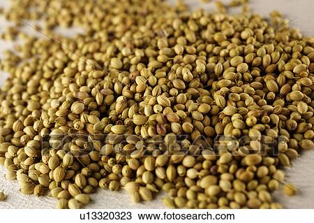 Stock Image - Coriander /Cilantro Seeds. Fotosearch