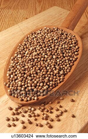 Picture - Coriander Seeds. Fotosearch