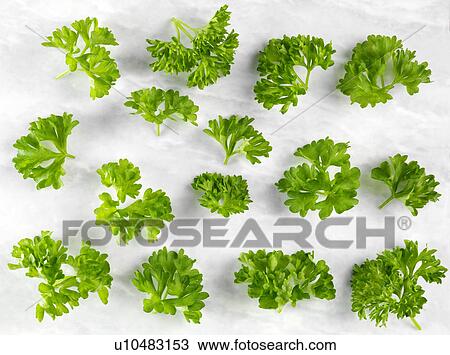 Curly Parsley - Non Exclusive View Large Photo Image Stock Image - Curly Parsley - Non Exclusive. Fotosearch