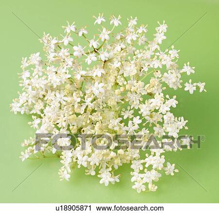 Elderflower oln Green - Non Exclusive View Large Photo Image Stock Image - Elderflower oln Green - Non Exclusive. Fotosearch