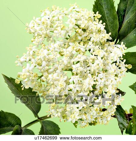 Elderflower on Branch With Leaves - Non Exclusive View Large Photo Image Stock Photo - Elderflower on Branch With Leaves - Non Exclusive. Fotosearch