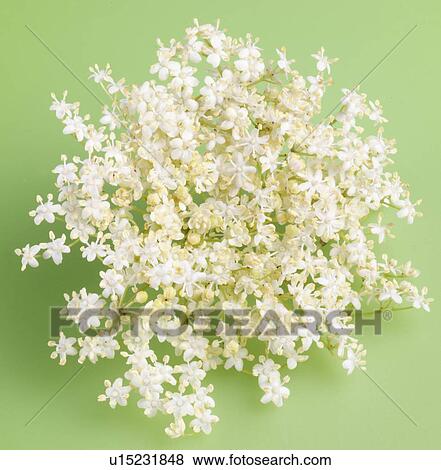 Stock Photo - Elderflower on Green - Non Exclusive. Fotosearch