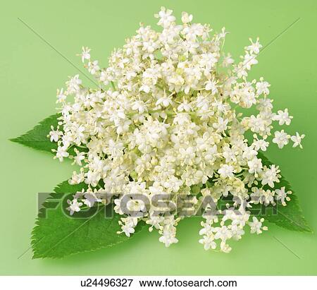 Stock Photo - Elderflower With Leaves on Green - Non Exclusive. Fotosearch