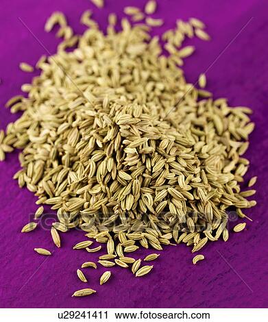 Fennel Seeds View Large Photo Image Stock Image - Fennel Seeds. Fotosearch