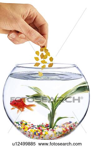 Fish Food - Non Exclusive View Large Photo Image Stock Photography - Fish Food - Non Exclusive. Fotosearch
