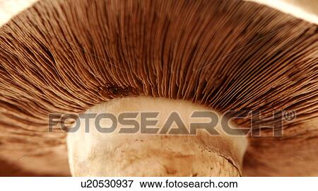 Stock Photo - Flat mushroom. Fotosearch