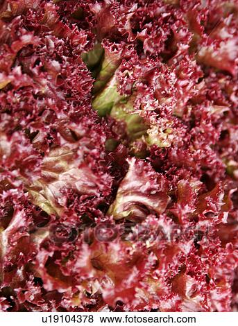 Stock Photo - Fresh Lollo Rosso Lettuce. Fotosearch