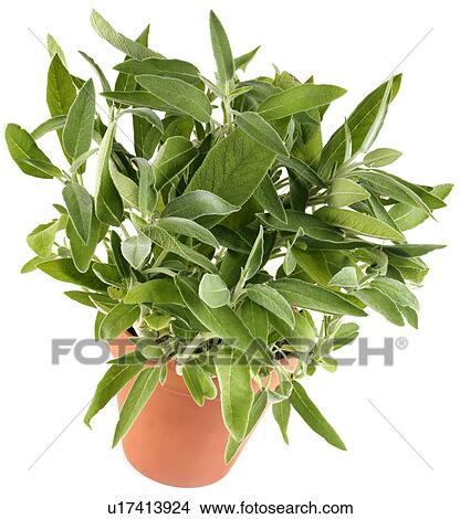 Fresh Sage View Large Photo Image Picture - Fresh Sage. Fotosearch