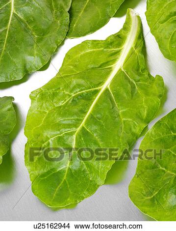 Picture - Fresh Spinach Leaves. Fotosearch