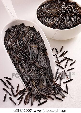 Giant Wild Rice in Scoop - Non Exclusive View Large Photo Image Stock Photo - Giant Wild Rice in Scoop - Non Exclusive. Fotosearch