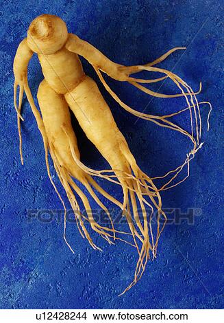 Ginseng View Large Photo Image Picture - Ginseng. Fotosearch