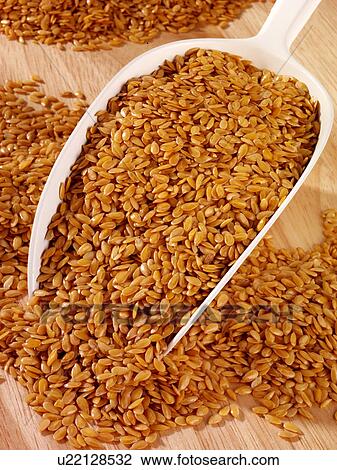 Golden Linseed in Scoop - Non Exclusive View Large Photo Image Stock Image - Golden Linseed in Scoop - Non Exclusive. Fotosearch