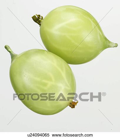 Stock Photography - Gooseberries - Non Exclusive. Fotosearch