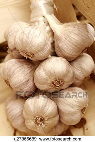 Hanging Bunch of Garlic Bulbs View Large Photo Image Stock Photo - Hanging Bunch of Garlic Bulbs. Fotosearch