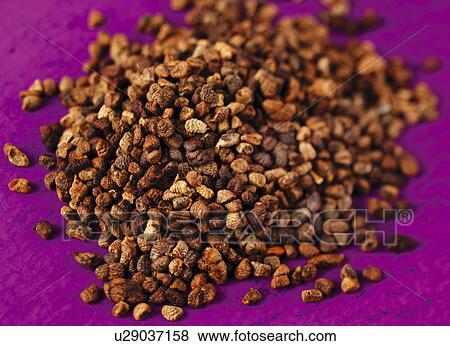 Stock Photo - Inner Cardamom Pods - Non Exclusive. Fotosearch
