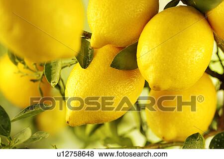 Stock Photo - Italian Lemon Tree. Fotosearch