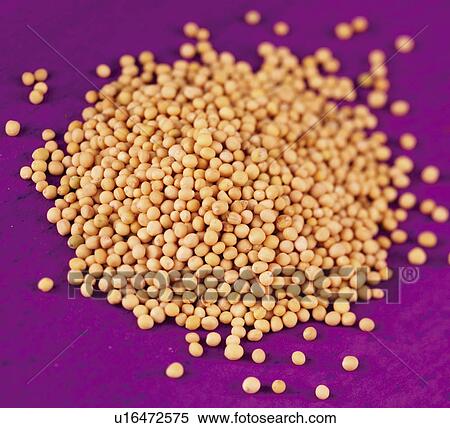 Stock Photography - Light Mustard Seeds - Non Exclusive. Fotosearch