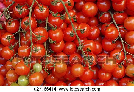 Picture - Market fresh vine tomatoes. Fotosearch