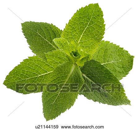 Stock Photo - Mint Leaves - Non Exclusive. Fotosearch