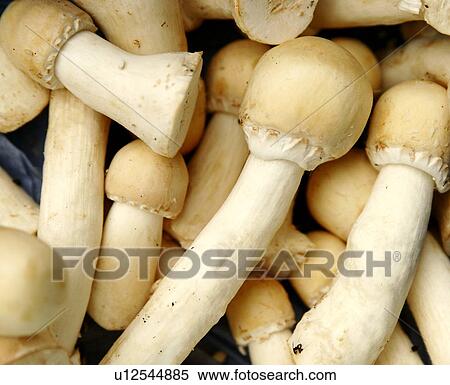 Stock Photography - Organic Horse Mushrooms. Fotosearch