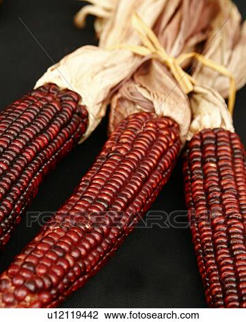 Stock Image - Ornamental Corn on the Cob. Fotosearch
