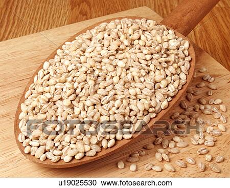 Pearl Barley View Large Photo Image Stock Image - Pearl Barley. Fotosearch