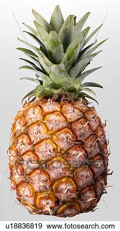 Pineapple - Non Exclusive View Large Photo Image Stock Photo - Pineapple - Non Exclusive. Fotosearch