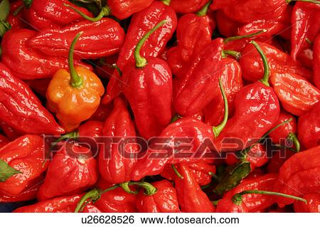 Stock Photograph - red Chillies. Fotosearch