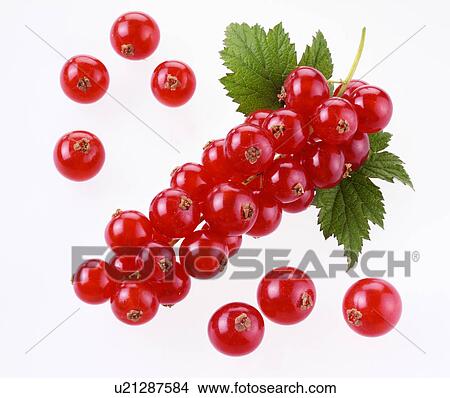 Picture - Red Currants. Fotosearch