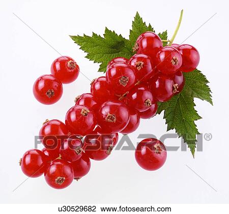 Redcurrants View Large Photo Image Stock Image - Redcurrants. Fotosearch