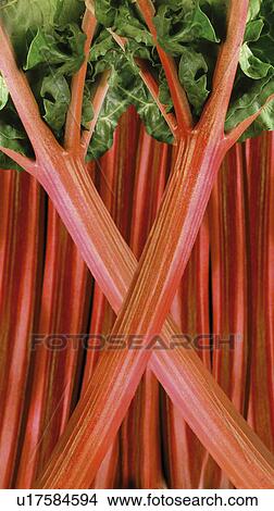 Picture - Rhubarb - Non Exclusive. Fotosearch