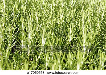 Rosemary growing View Large Photo Image Stock Photo - Rosemary growing. Fotosearch