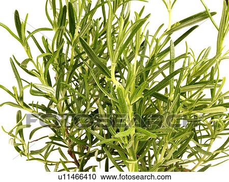 Stock Image - Rosemary. Fotosearch